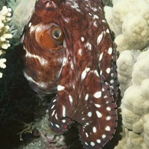 Common Reef Octopus also found in Hawaii Papua New Guinea, Indo Pacific