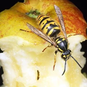 Common Wasp - feeding on apple core - UK