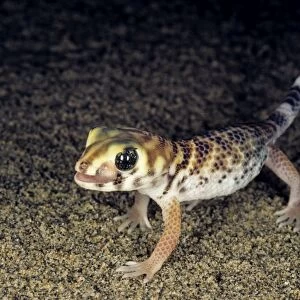 Common Wonder Gecko / Frog-eyed Gecko - looks for prey under a bush in sand dunes - licks his eye to prevent it from drying - feeds mostly on insects - typical in Central Karakum desert - nocturnal - Turkmenistan - former CIS - Spring