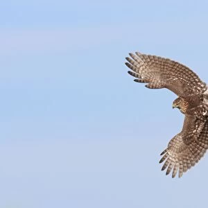 Cooper's Hawk - immature in flight - during fall migration in October at Cape May - NJ - USA