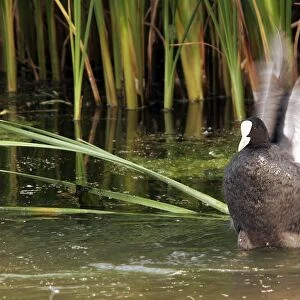 Coot - flapping wings. Nature reserve of Aiguamols - Spain