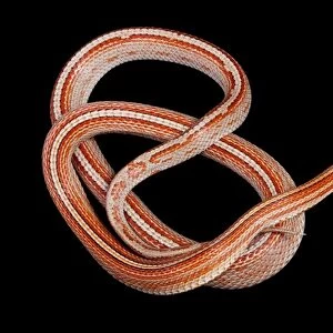 Corn / Red Rat Snake - “Miami stripe” mutation - North America