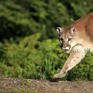 Cougar / Mountain Lion / Puma. Montana - United States