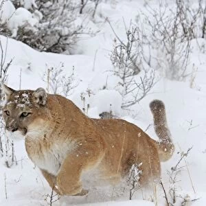 Cougar / Mountain Lion / Puma - running in snow. Montana - USA