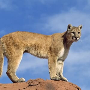 Cougar / Mountain Lion - Utah - USA