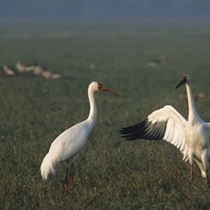 Courtship dance of Siberian Crane, Keoladeo National Park, India