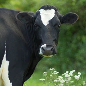 Cow - Frisian heifer portrait