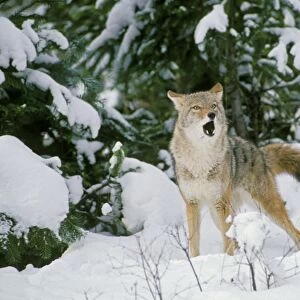 Coyote - barking and yipping, in fresh winter snow. Western USA. Mc248