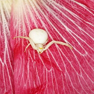 Crab Spider - in Hollyhock Flower Misumena vatia Essex, UK IN001157