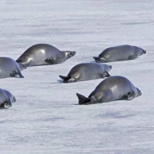Crabeater Seal - group on ice. Antarctic Pennisular