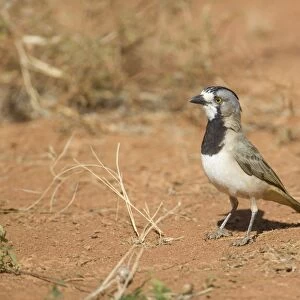 Crested Bellbird - male near Ti Tree - Northern Territory - Australia