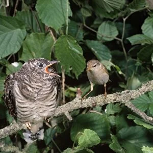 Cuckoo - Chick being fed by Willow Warbler (Phylloscopus trochilis) Cuckoos are Brood Parasites