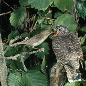 Cuckoo - Chick being fed by Willow Warbler 