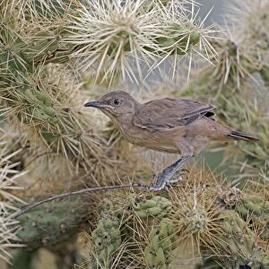 Curve-billed Thrasher - fledgling perched on cactus - Arizona - USA - Distribution: southwest USA to southern Mexico
