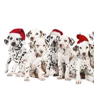 Dalamatian Dogs - with Christmas hats Digital Manipulation: Hats (Su)