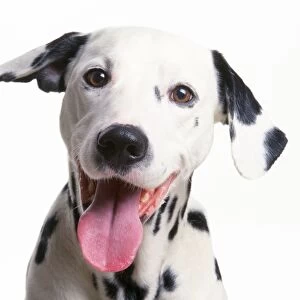 Dalmatian Dog - laughing