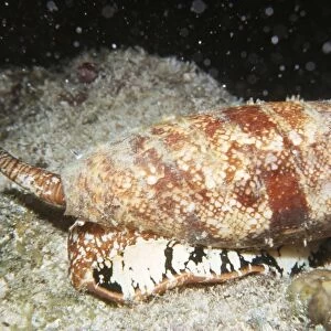 Deadly Geographic Cone Shell