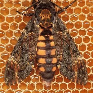 Death's-head Hawk Moth USH 349 In Bee-hive Acherontia atropos © Duncan Usher / ardea. com