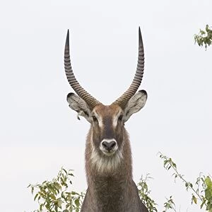 Defassa Waterbuck - male - Maasai Mara Reserve - Kenya