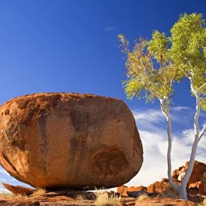 Devils Marbles - a Ghost Gum and a nearly perfectly circular shaped boulder of red granite is balanced on bedrock - Devils Marbles Conservation Area, Northern Territory, Australia
