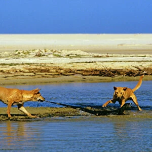 Dingo - chasing Lace Monitor Lizard (Varanus varius) - New South Wales, South-eastern Australia JPF19877
