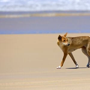 Dingo - female adult strolling along a beach on Fraser Island. The surf of the ocean is visible in the background - 75-Mile Beach, Fraser Island World Heritage Area, Great Sandy National Park, Queensland, Australia