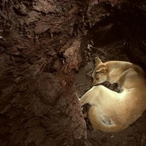 Dingo - female & pups in den, Southern New South Wales, Australia, Australia JPF17577
