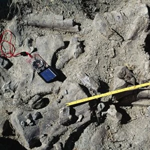 Diplodocus Caudal vertebrae. Morrison Formation. Jurassic Sheep Creek, Wyoming, USA