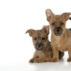 Dog - 7 week old Australian Terrier puppies