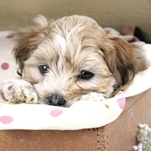 Dog - 7 weeks old Lhasa Apso cross Shih Tzu puppy in suitcase