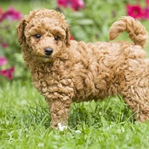 Dog - Abricot poodle puppy in garden with flowers