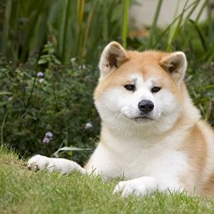 Dog - Akita / Akita Inu. Also known as Japanese Akita