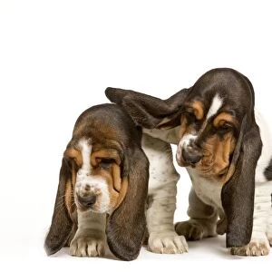 Dog - Basset Hound - two puppies in studio
