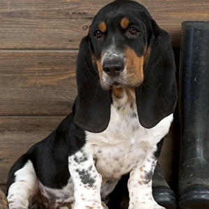 DOG - Basset hound puppy sitting with wellington boots