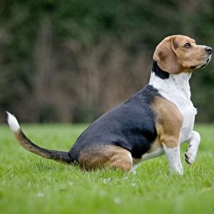 Dog - Beagle dog