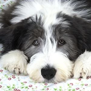 Dog. Bearded Collie puppy