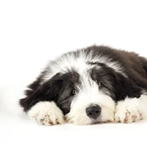 Dog. Bearded Collie puppy laying down