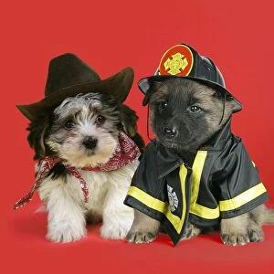 DOG. Belgian Shephard (Tervuren) puppy dressed in firemans outfit with Lhasa Apso cross puppy (7 weeks old) in cowboy outfit