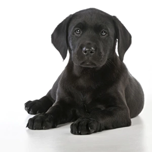 DOG. Black Labrador puppy (8 weeks old )