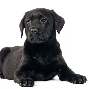 Dog - Black labrador puppy - in studio