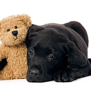 Dog - Black Labrador puppy in studio with teddy bear