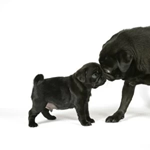 DOG. Black pug with black puppy (6 weeks old)