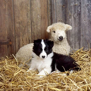 Dog - Border Collie puppy with lamb