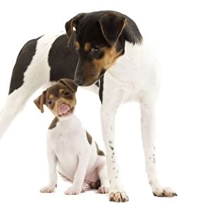 Dog - Brazilian Terrier - adult & puppy in studio