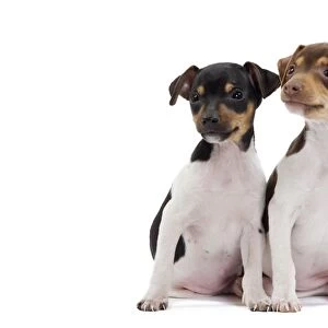 Dog - Brazilian Terrier puppies in studio