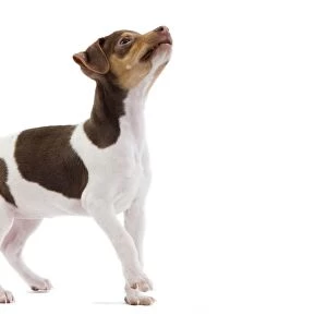 Dog - Brazilian Terrier puppy in studio