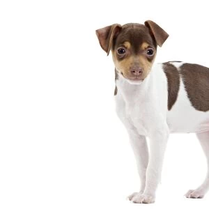 Dog - Brazilian Terrier puppy in studio