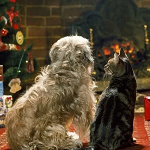 Dog & Cat - in front of fire at Christmas