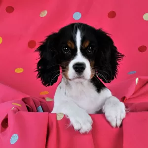 DOG. Cavalier king charles spaniel puppy sitting on spotty blanket
