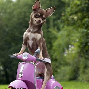 DOG - Chihuahua on scooter